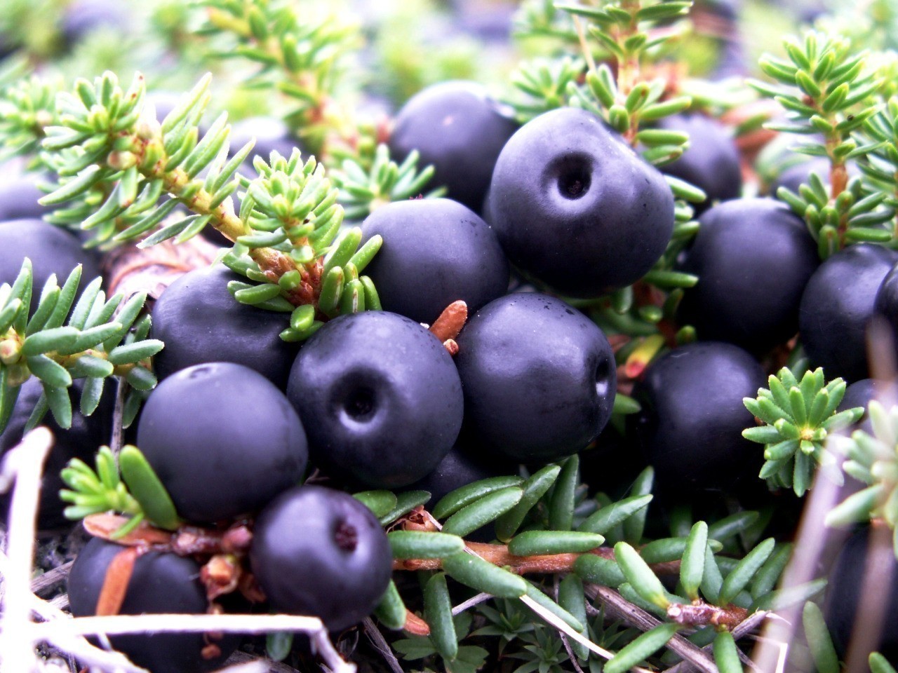 Crowberry, Black Crowberry Seeds (Empetrum nigrum) | 1,95