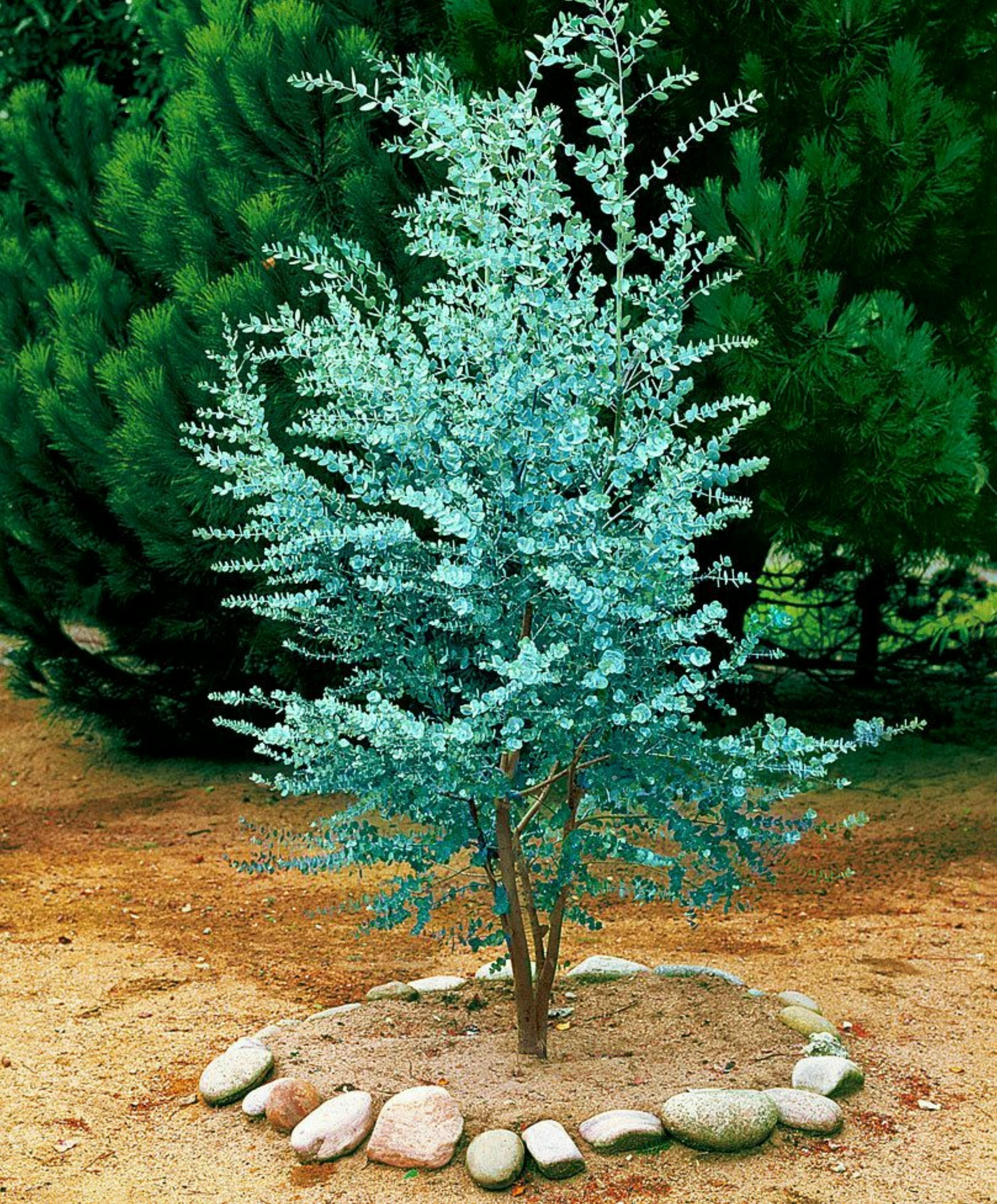 Zaden Eucalyptus gunnii (Cider Gum) - Cidergombom |  2,50