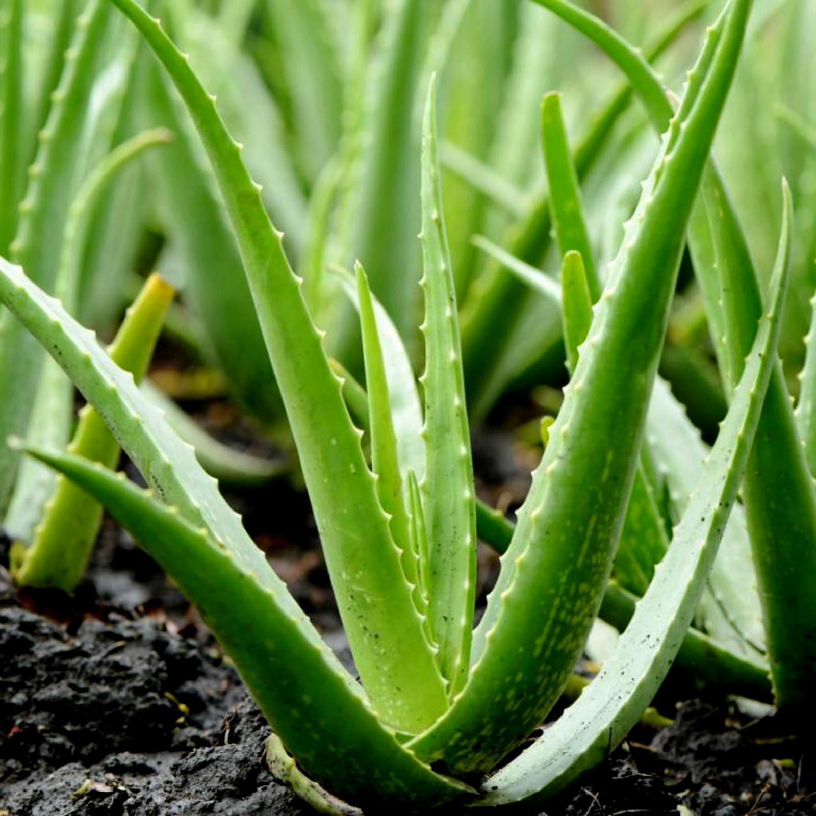 aloe vera juice and skin Buy Aloe Vera Juice - 1L, No Added Sugar | Aloe Vera for Weight Loss main image 0