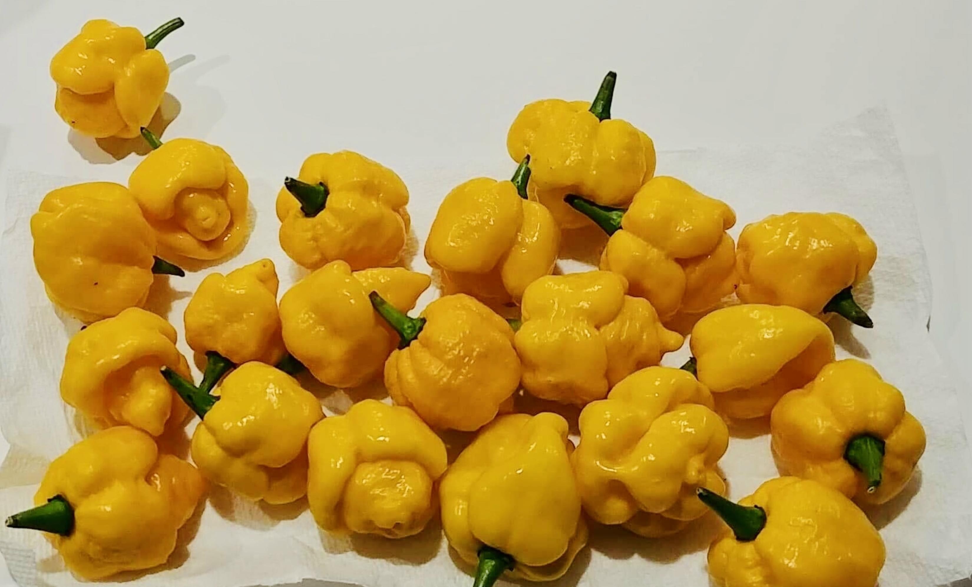 30 Semi Di Carolina Reaper – Il Peperoncino Più Piccante Del Mondo! HP22B Guinness, HORTUS
