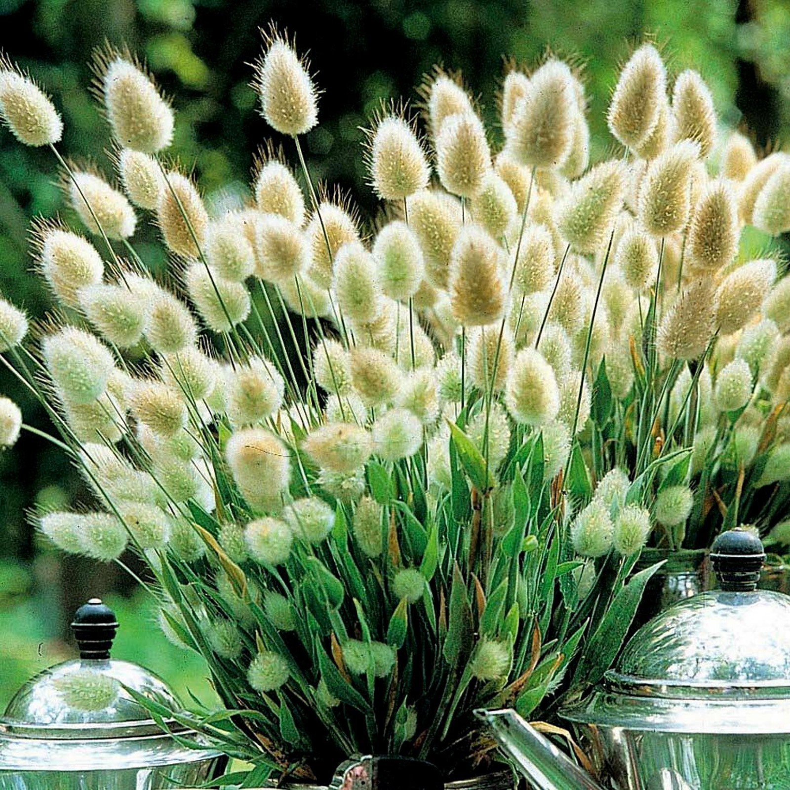 Hasenschwanzgras Bunnytail Samen (Lagurus ovatus) Heirloom biologisch exotische Samen Exotischer Samen Shop