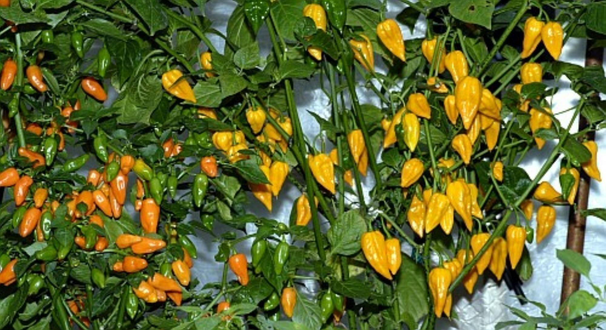Fatalii Chili Seeds | €2.50 🌳🌼🌸🌿🌱🍉