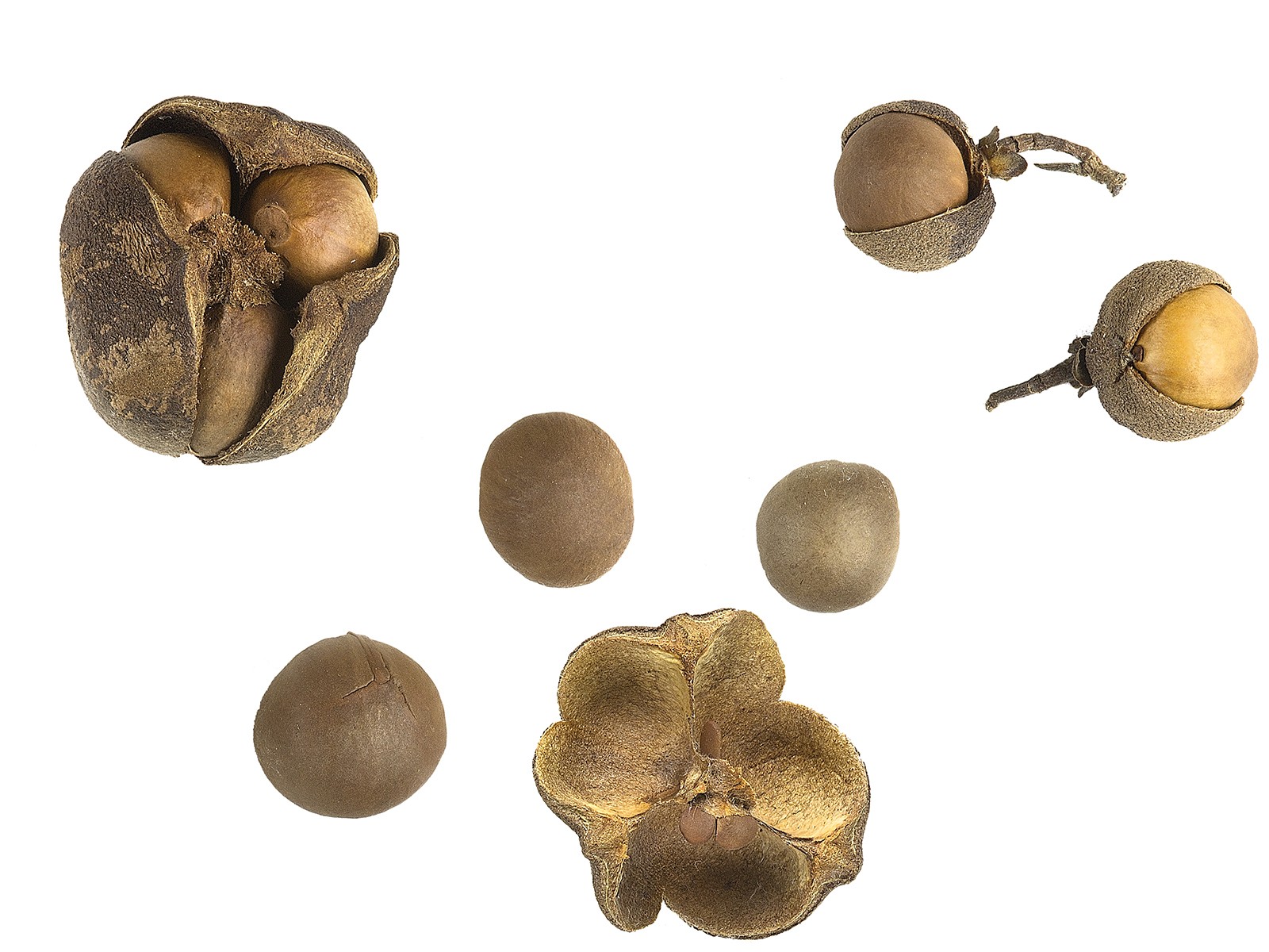 Tea Tree Seeds, tea plant, tea shrub (Camellia sinensis) | 6.95